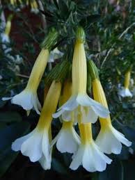 Image result for Cantua