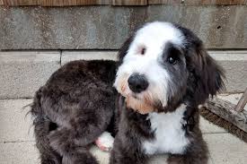 Our puppies come up to date on all vaccinations and dewormer, dewclawed and vet checked between 7 and 8 weeks to ensure a healthy puppy. Sheepadoodle Breed Guide Everything You Need To Know