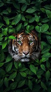 Untitled Wild Animal Wallpaper Animal Wallpaper Tiger Wallpaper Iphone