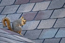 How To Keep Squirrels Away Killingsworth Environmental