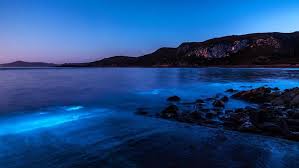 Selain alasan diatas, laut berwarna biru juga disebabkan oleh fitoplankton di dasar. Ajaib Saat Lautan Australia Berubah Warna Jadi Biru Bercahaya