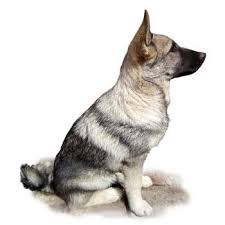 Image result for norský losí pes šedý