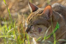 Some people mistakenly believe that spiders have oily legs that prevent them from sticking to their webs. Abscess From A Bite In Cats And Dogs Bow Wow Meow