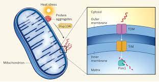 It S Magic Yeast Mitochondria Make Cytosolic Protein Aggregates Disappear Alzforum