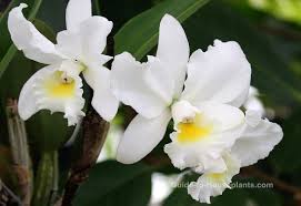 Cattleya Orchids Pictures Indoor Orchid Care Tips