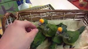 Check spelling or type a new query. Peach Front Conures Baby S Youtube