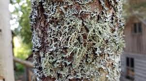 Powdery mildew on tree bark. Should You Remove Lichen From Trees Other Questions Rayzor S Edge Tree Service
