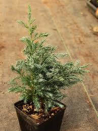 Image result for Vepris sansibarensis