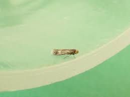 Image result for Stigmella lapponica