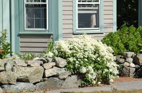 Check spelling or type a new query. Sweet Autumn Clematis Plant Care Growing Guide