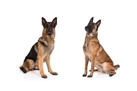 You have probably noticed during your research about this breed that there are many different types of german shepherd dogs (sometimes called alsatian or abbreviated gsd). German Shepherd Dog Vs Belgian Malinois How To Tell The Difference