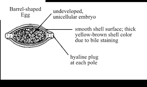 Draw the pupa (cocoon) hanging on a leaf. Solved Draw And Label A Picture Of The Diagnostic Stage For This Chegg Com
