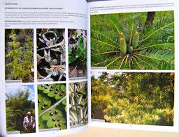 Image result for Pellaea longipilosa