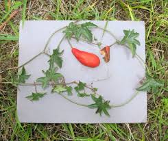 Image result for Trochomeria