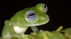 I love how the short one and the big one remind me a lot of the characters of mice. Frogs The Thin Green Line What You Can Do To Help The Frogs Nature Pbs