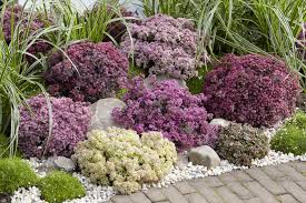 Große auswahl an sedum fetthenne. Sedum Sunsparkler Shrub Of The Month Mr Plant Geek