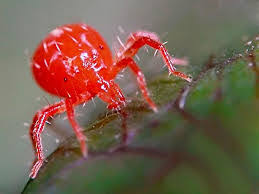 This will get rid of any remaining chiggers on your body. How To Get Rid Of Chiggers