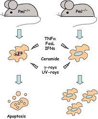 If an animal cell lacking nuclei then it would also lack in. Regulation Of Apoptosis By Pml And The Pml Nbs Oncogene