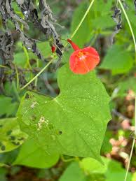 Image result for Ipomoea hederifolia