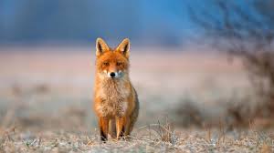What you need to know is that these images that you add will neither increase nor decrease the speed of your computer. 65 Fox Wallpaper Collection Android Iphone Hd Wallpaper Background Download Png Jpg 2021