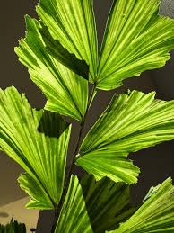 Image result for Caryota