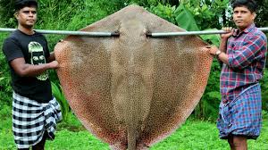 When you become a stingray owner, you join a larger family that consists of highly skilled employees. 75 Kg Giant Stingray Fish Cooking Stingray Fish Cutting And Cooking Skill Thirukkai Kulambu Youtube