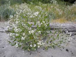 Image result for Rhipidoglossum delepierreanum