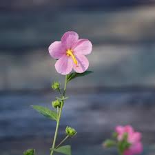 Image result for Kosteletzkya