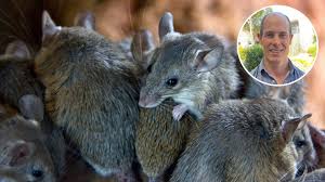 'they showed up out of nowhere': Endless Mouse Plague Poses New Threats Csu News