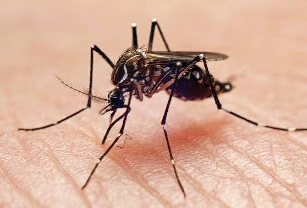 Three things you should know about mosquitoes - NICD