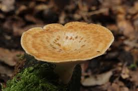 Image result for Polyporus pendulus