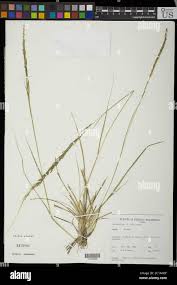 Image result for Sporobolus africanus