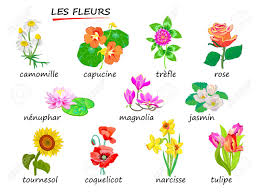 Try creating them in a few different colors and then use them in these creative ways: The Flowers Names Of Flowers In French Set Of Illustrations For Encyclopedia Or For Kids School Textbook Educational Page For Children To Study French Language And Words Hand Drawn Vector Royalty Free Cliparts