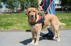 If you know someone who is passing their pet off as a service dog, perhaps even bragging about how simple this scam is, the time. Washington State Fights Service Dog Fraud With New Bill Petguide
