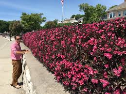 In north and central florida, it's a large flower, but in south florida, it can grow into a shrub or even a small tree. Wine Roses Weigela Florida Proven Winners