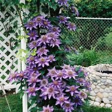 Maybe you would like to learn more about one of these? Clematis Multi Blue Royalplant Ro