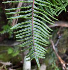 Image result for Gleicheniaceae