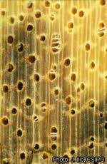 Image result for Celtis mildbraedii