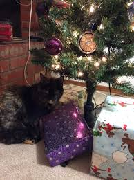 Outfitted in sparkling lights, shiny baubles, and at the perfect height for climbing or chewing, many christmas trees have met their fateful. My Mom S 12 Year Old Cat Ziva S Face After She S Ordered To Stop Chewing The Fake Christmas Tree Branches Age Doesnt Stop That Tude Seniorkitties