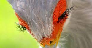 Check spelling or type a new query. The Secretary Bird Is So Gorgeous It Could Easily Become A Character In A Pixar Movie Bored Panda