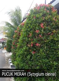Ada pun spider plant tumbuh begitu rimbun dengan dedaunan berwarna hijau muda dan putih. Klasifikasi Dan Morfologi Dari Pucuk Merah Syzygium Oleana
