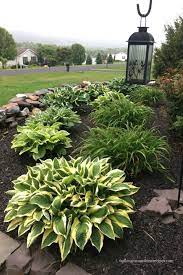 And both plants multiply, too! Tips On How To Grow Amazing Hostas Front Yard Landscaping Design Front House Landscaping Backyard Landscaping Designs