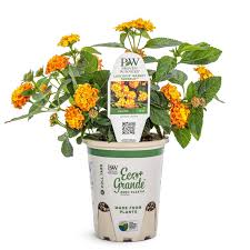 Image result for Lantana angolensis