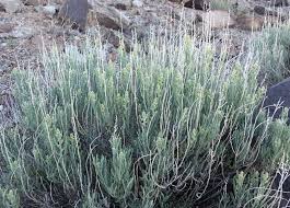 Image result for Atriplex