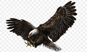 Check spelling or type a new query. Flying Eagles Png 1000x600px Bald Eagle Accipitriformes Art Beak Bird Download Free