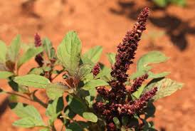 Image result for Amaranthus hybridus
