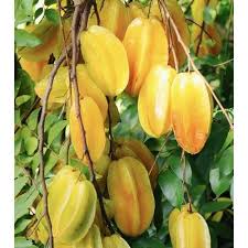 Growing starfruit tree in tropics is easy. Star Fruit Star Sugar Fruit Plant Rs 150 Bag Bhairavnath Nursery Id 17751654430