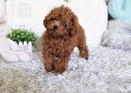 How Long Do Teacup Poodles Live The Pet Town