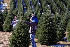 Fraser fir christmas trees near me. Christmas Tree Farms Asheville Nc Mountains