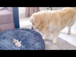 Order today with free shipping. Labrador Puppies For Sale In California Under 200 07 2021